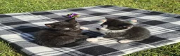 Bengal cats for sale: Beautiful Bengal x Korat kittens  - Advert 6