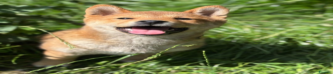 Japanese Shiba Inu Puppy 6