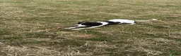 Cocker Spaniel dogs for sale: Felix, spaniel  in Southend-on-Sea - Advert 2
