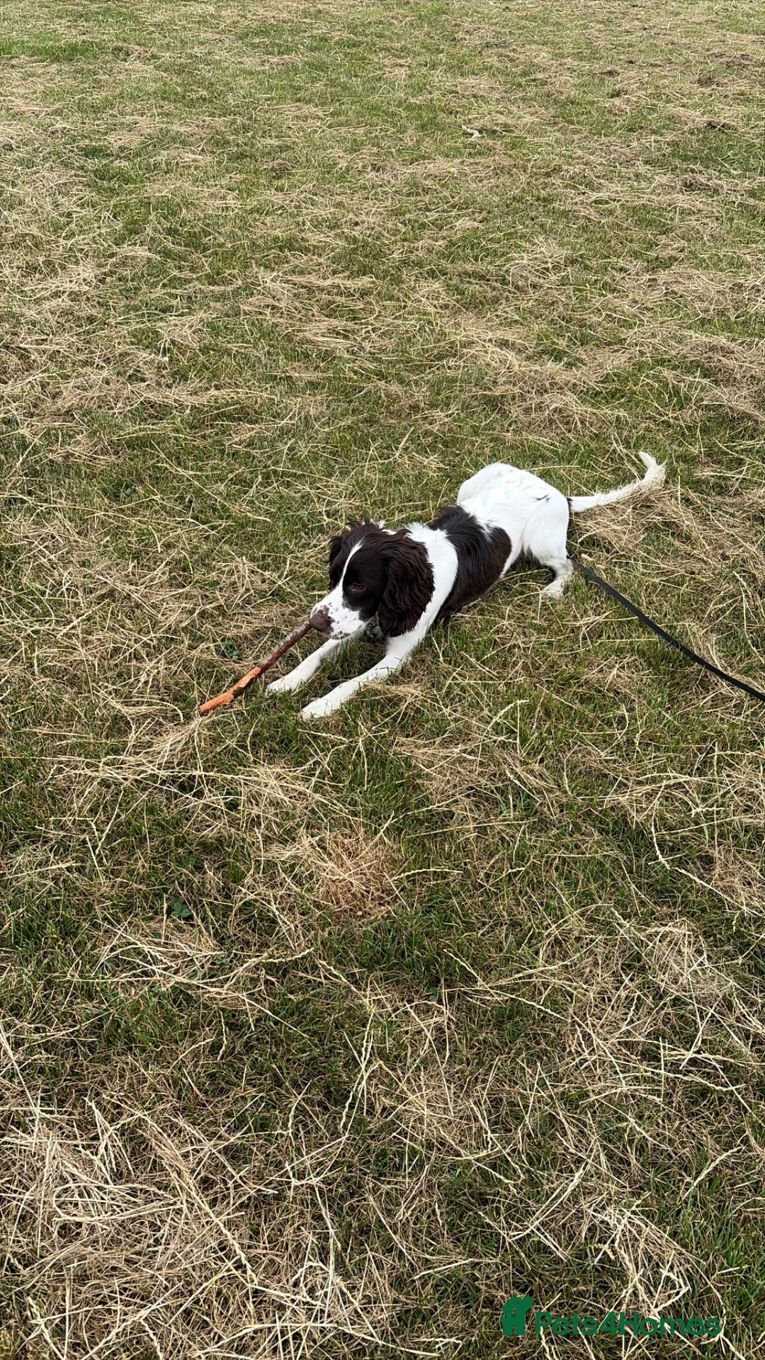 Cocker Spaniel dogs for sale: Felix, spaniel  in Southend-on-Sea - Advert 2