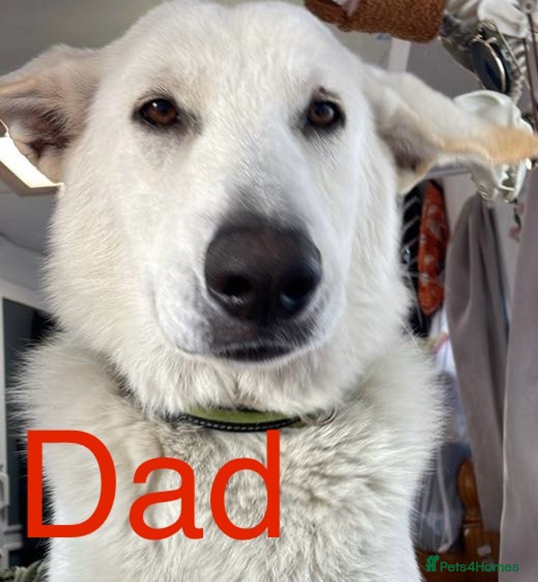 Mixed Breed dogs for sale: Belgium Malinois/ German Shepherd - Image 2