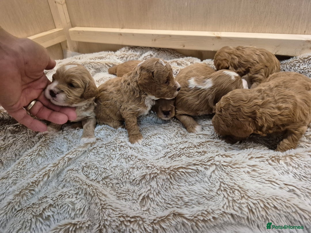Cockapoo dogs for sale: F1B cockapoo puppies  - Advert 7
