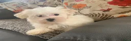 Maltese dogs for sale: Beautiful 7/8 Maltese Girl  - Advert 5