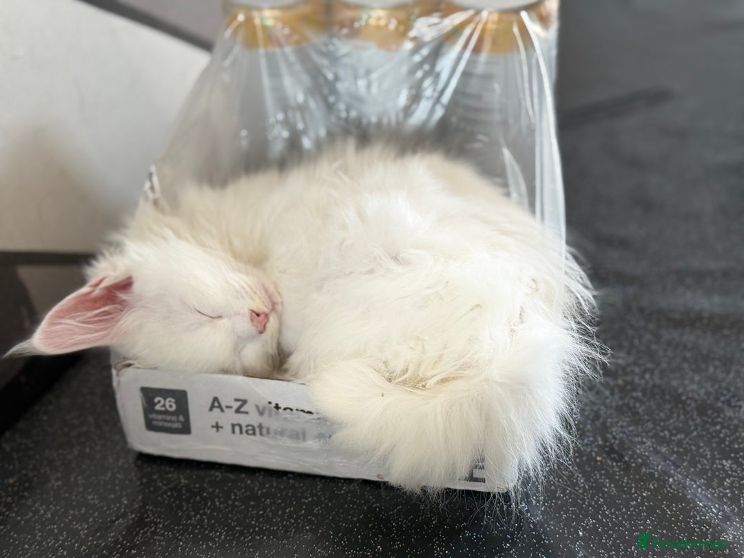 Maine Coon cats for sale: 3 stunning babies left - Image 11