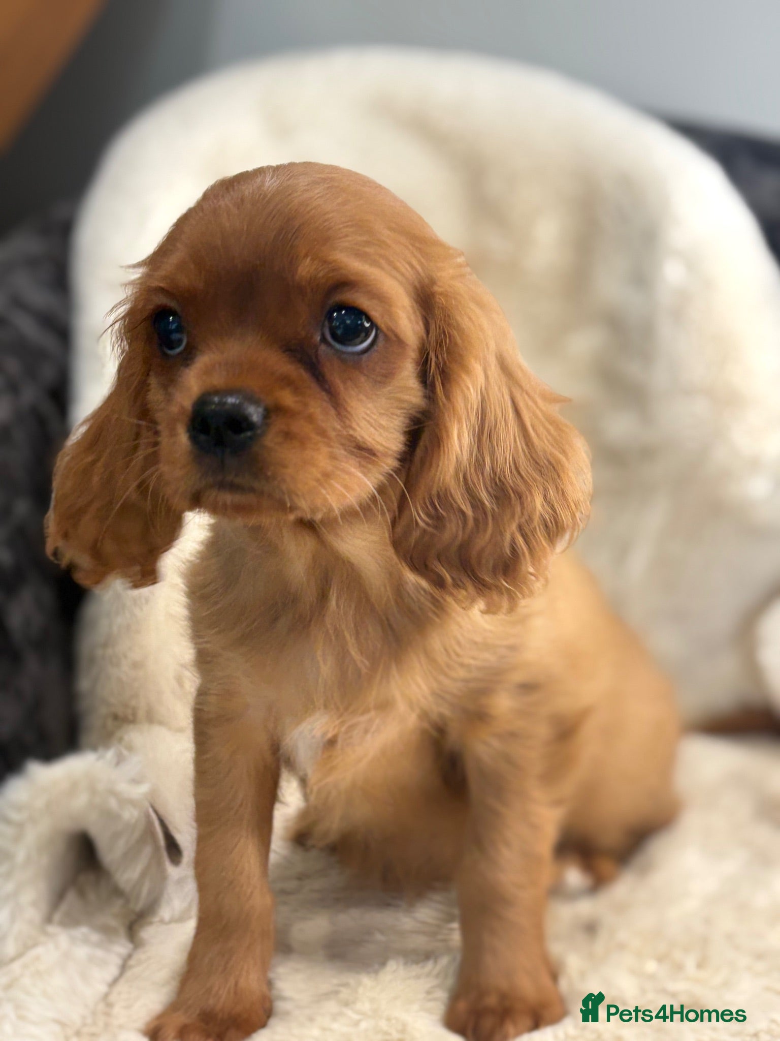 Cavalier King Charles Spaniel dogs Beautiful cavalier King Charles pups - Advert 1