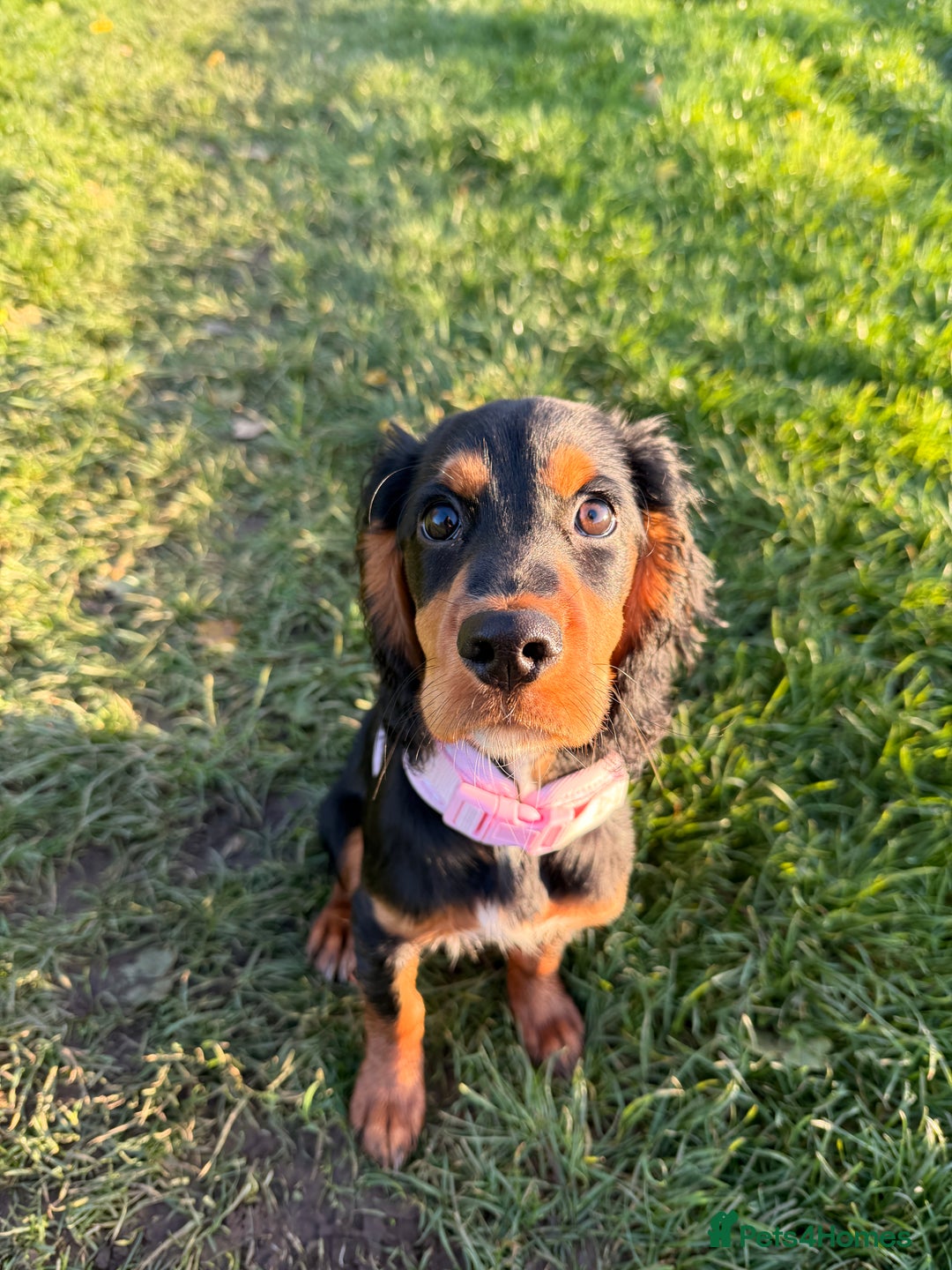 Sprocker dogs for sale: 5 month old female sprocker puppy for sale  - Advert 2