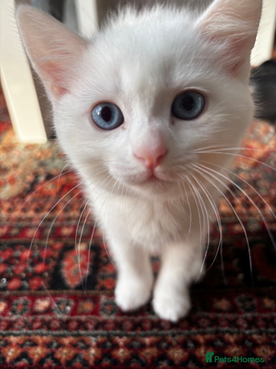 British Shorthair cats for sale: Beautiful British Shorthair/Turkish Angora Kittens - Image 9