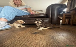 Cockapoo dogs for sale: Adorable F1 Cockerpoo puppies - Image 13