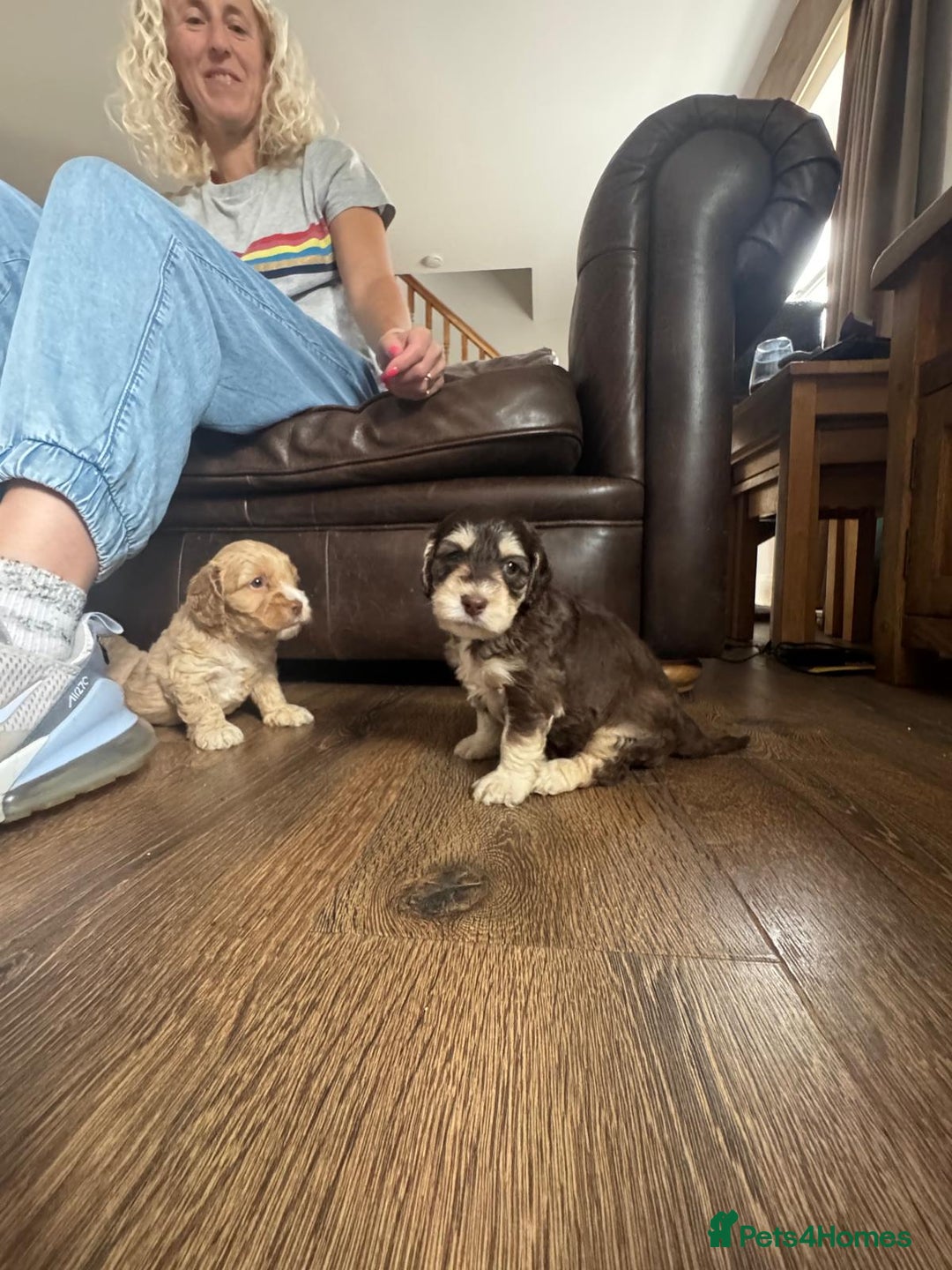 Cockapoo dogs for sale: Adorable F1 Cockerpoo puppies - Image 13