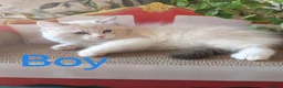 Ragdoll cats for sale: GCCF REGISTERED BEAUTIFUL RAGDOLLS KITTENS  - Advert 2