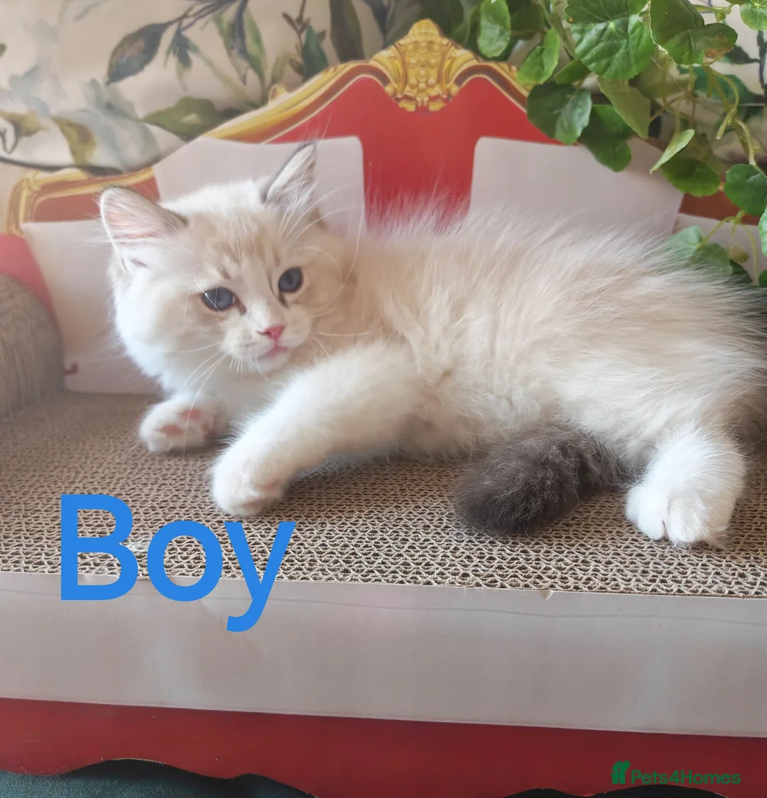 Ragdoll cats for sale: GCCF REGISTERED BEAUTIFUL RAGDOLLS KITTENS  - Advert 2