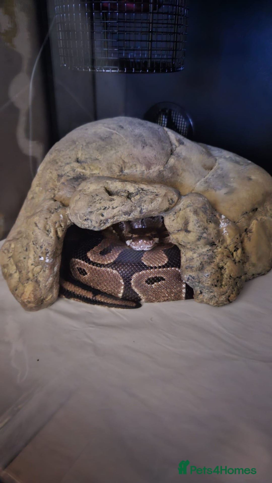 Python Snake reptiles for sale: Royal python and viv  - Advert 2