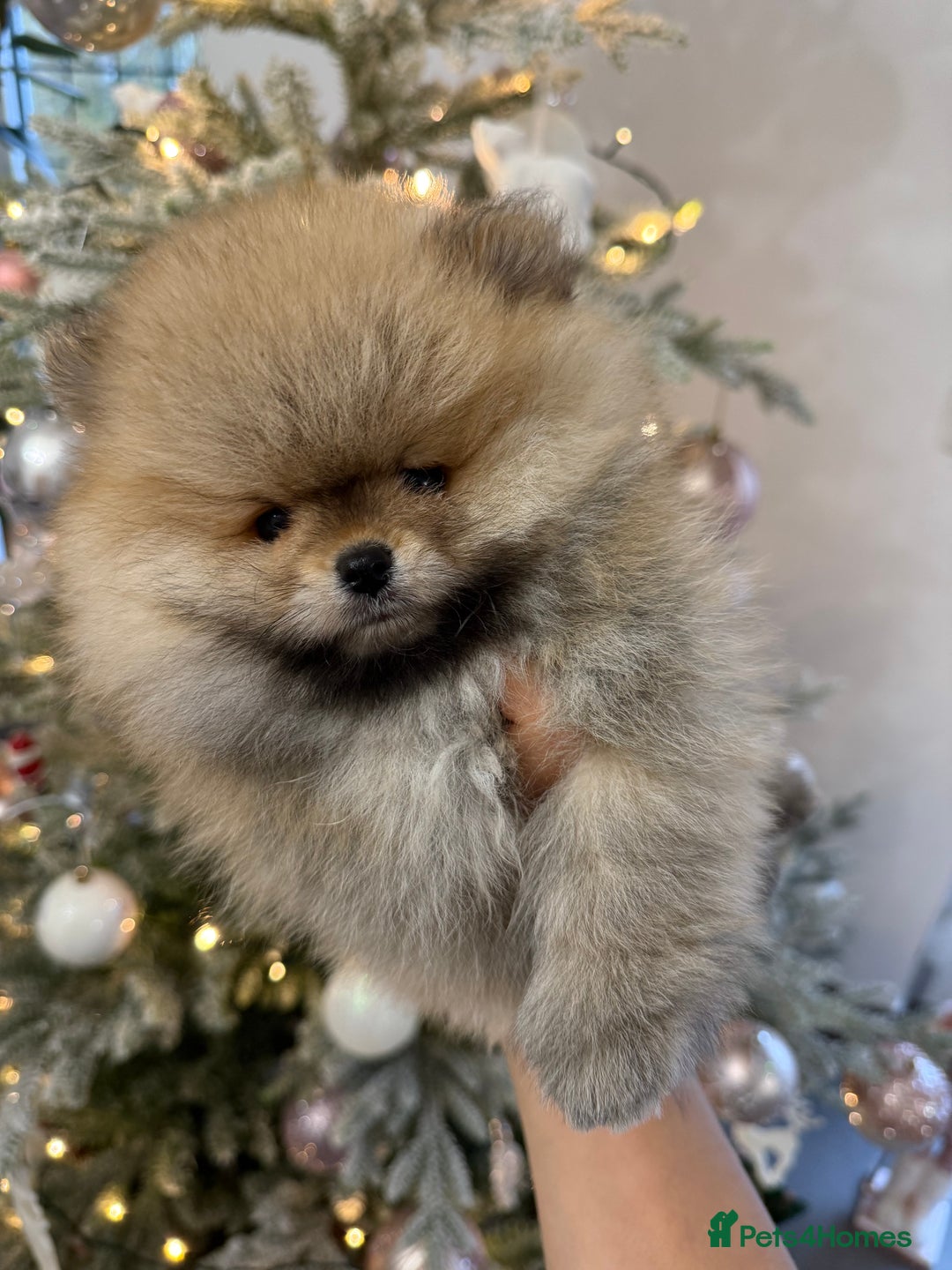 Pomeranian dogs for sale: KC Registered Pomeranian Puppies - Advert 21
