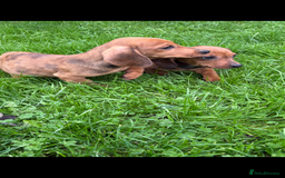 Dachshund dogs for sale: Dachshund puppies for sale ready for new homes !! - Advert 4