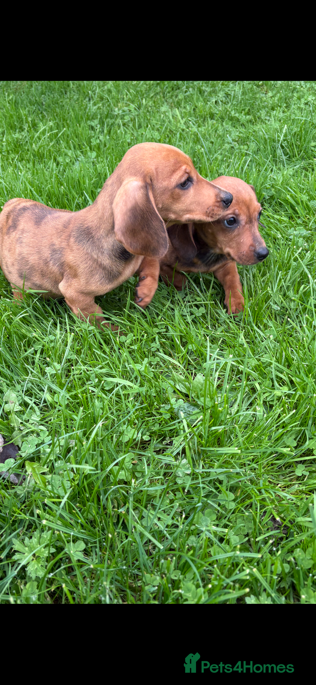 Dachshund dogs for sale: Dachshund puppies for sale ready for new homes !! - Advert 4