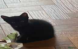Mixed Breed cats for sale: Playful kittens looking for their forever home  - Image 1