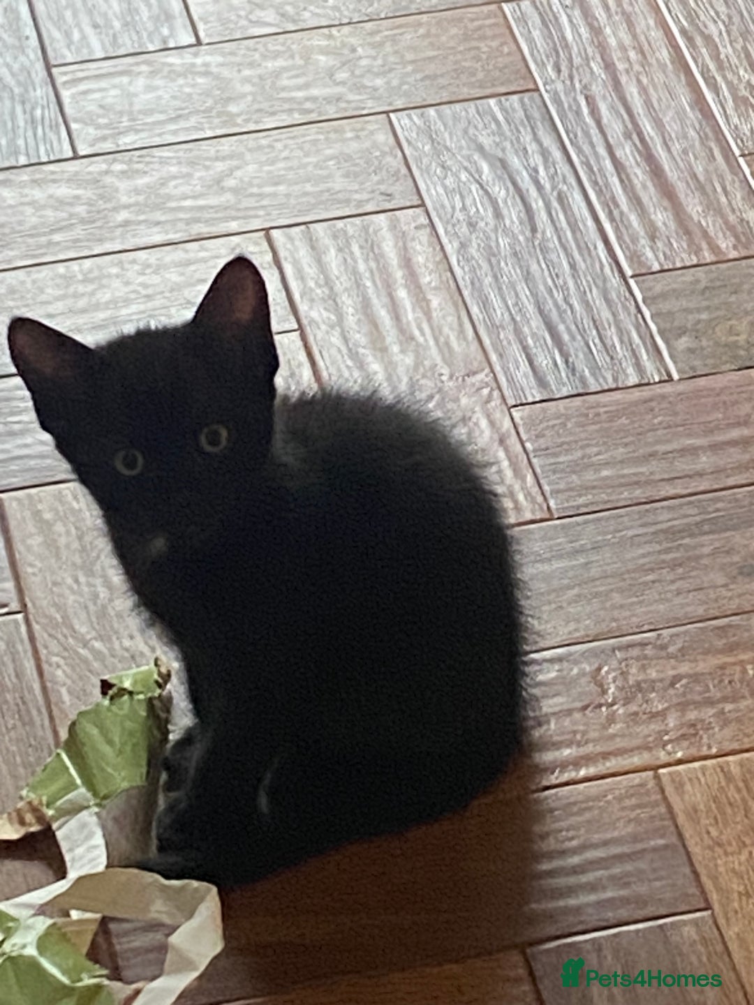 Mixed Breed cats for sale: Playful kittens looking for their forever home  - Image 1