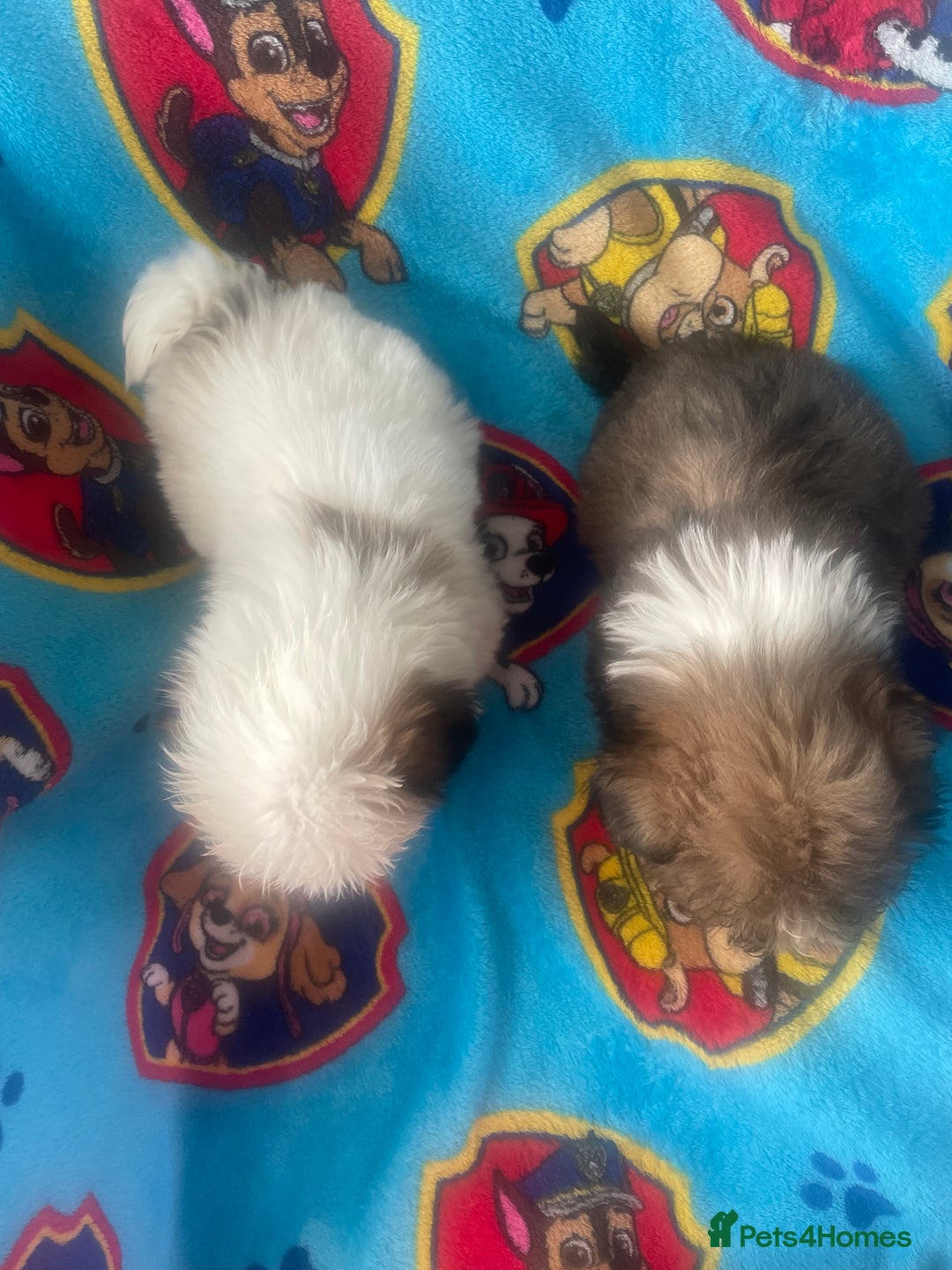 Lhasa Apso dogs for sale: 🩷💙2 lovely Lhasa apso puppies  - Advert 7