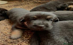 Mixed Breed dogs for sale: Labrador x German Shepard puppies - Image 5