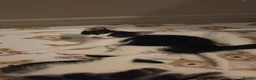 Domestic Shorthair cats for sale: Beautiful kitties looking for there forever home - Advert 10