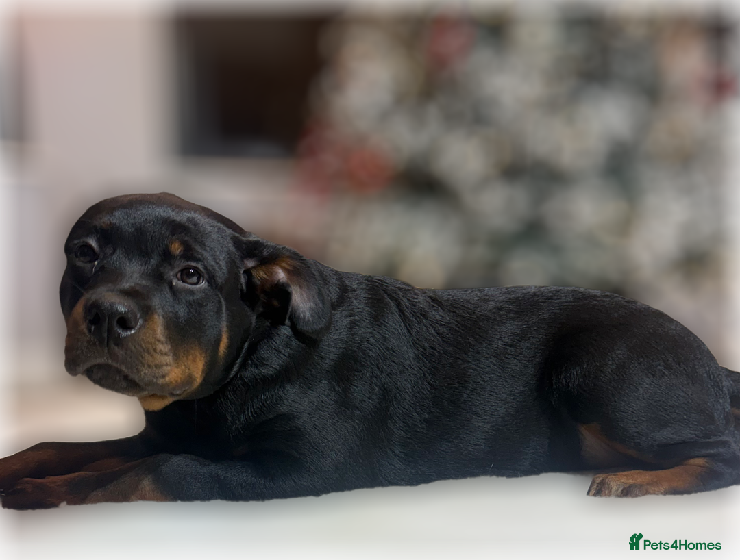 Rottweiler dogs for sale: ROTTWEILER PUPPIES. KC REGISTERED. FREE INSURANCE. - Advert 18