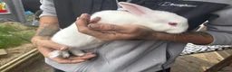 Rex rabbits for sale: Beautiful albino Rex  - Advert 9