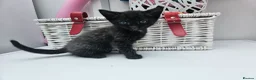 Mixed Breed cats for sale: Kittens for sale  - Advert 22