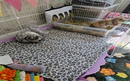 Mini Lop rabbits for sale: Two lop sisters  - Image 4