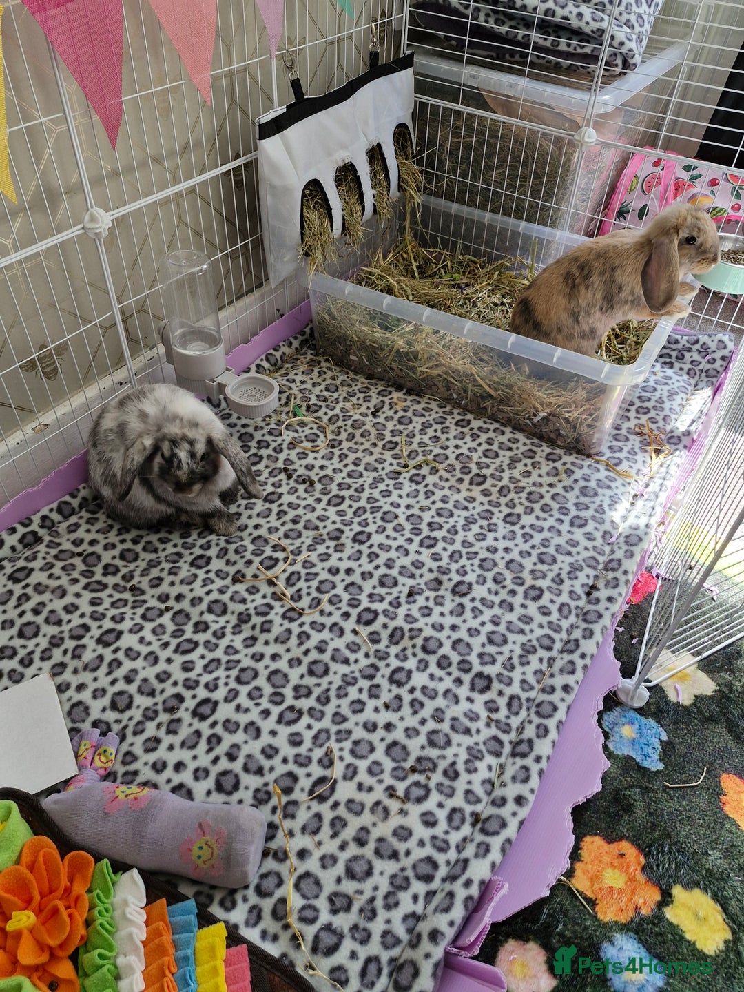 Mini Lop rabbits for sale: Two lop sisters  - Image 4