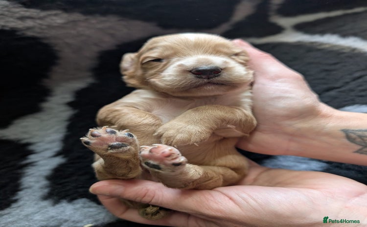 Cocker Spaniel dogs - Advert 1