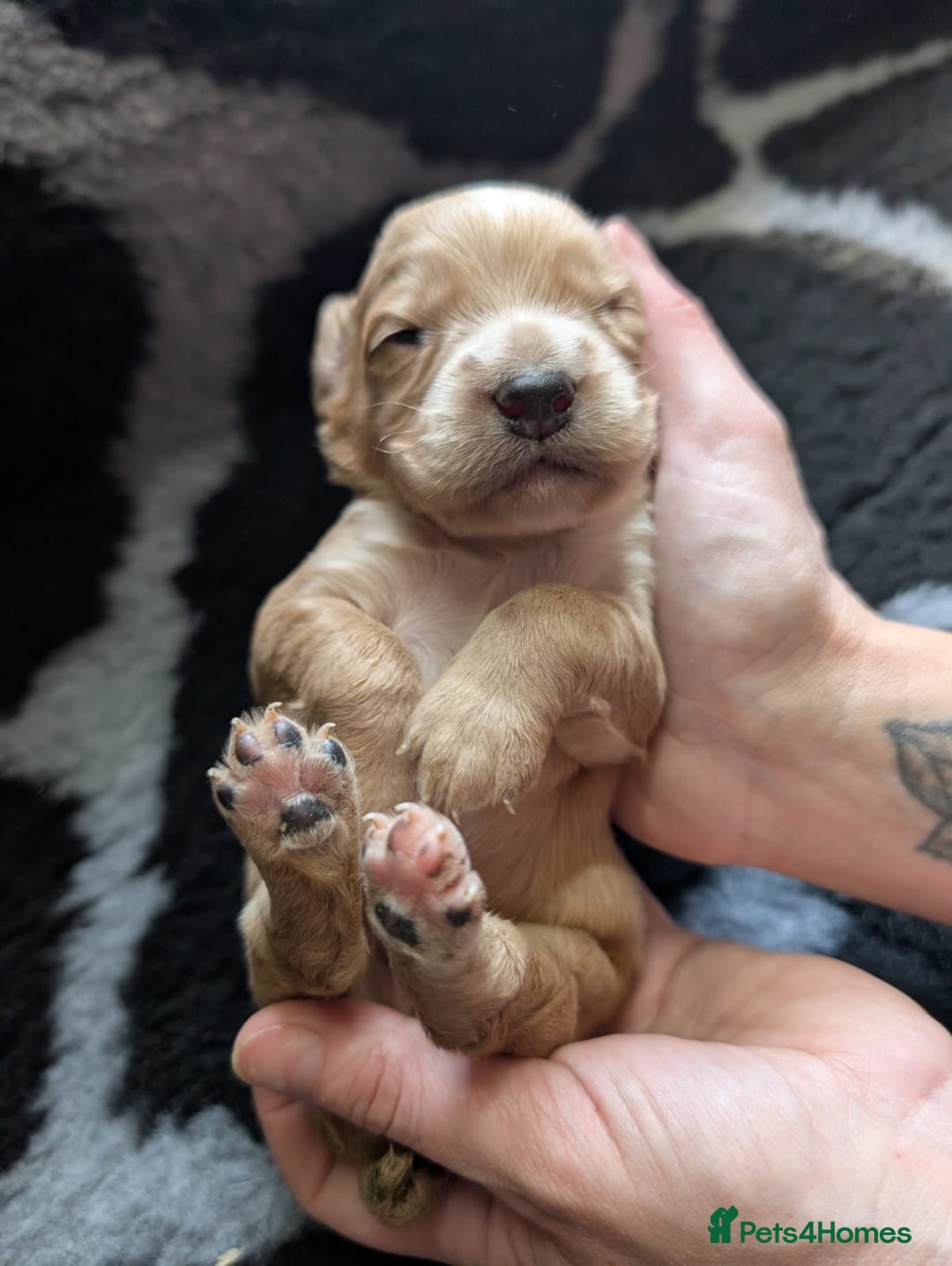 Cocker Spaniel dogs for sale: Beautiful W/Cockerspaniel puppies, legally docked  - Image 1