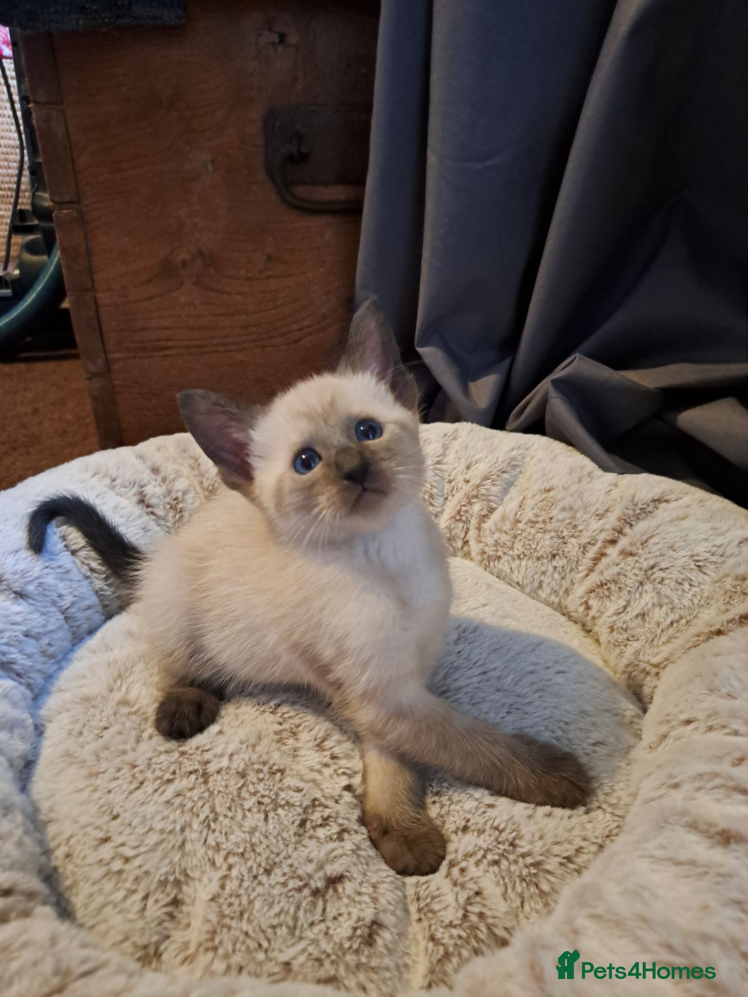 Siamese cats Siamese mix - Advert 2