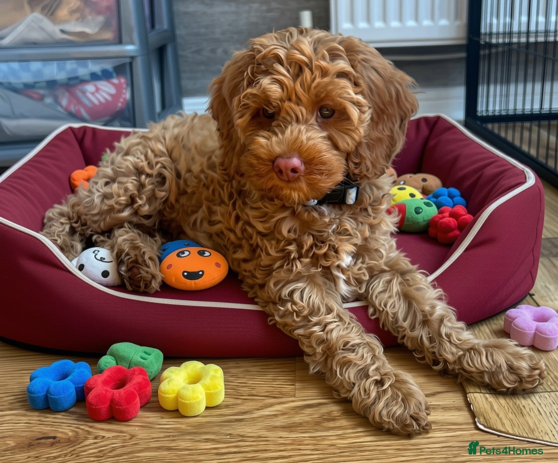 Australian Labradoodle dogs ♥️Adorable girl Pup♥️Australian labradoodle - Advert 4
