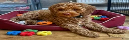 Australian Labradoodle dogs for sale: ♥️♥️price drop/Lovely girl/Australian labradoodle - Advert 6