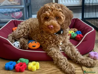 Australian Labradoodle dogs ♥️Adorable girl Pup♥️Australian labradoodle - Advert 4