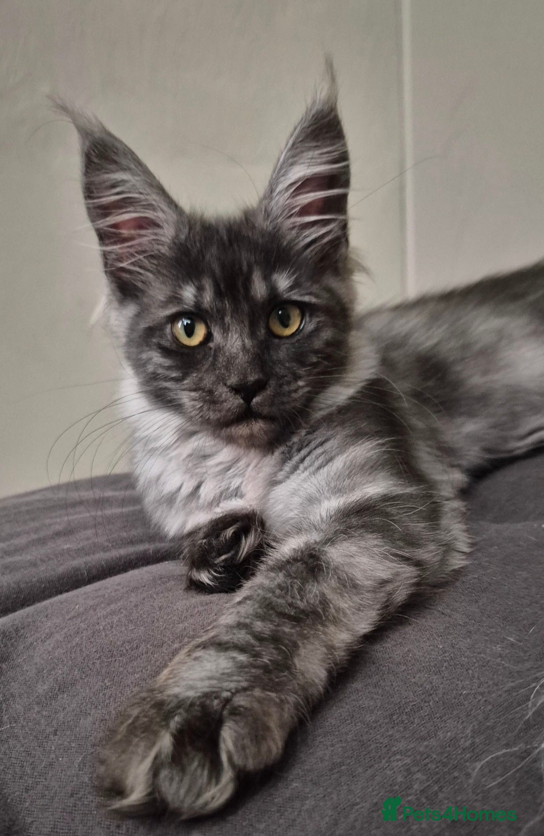 Maine Coon cats for sale: Last 2 girls - Advert 5