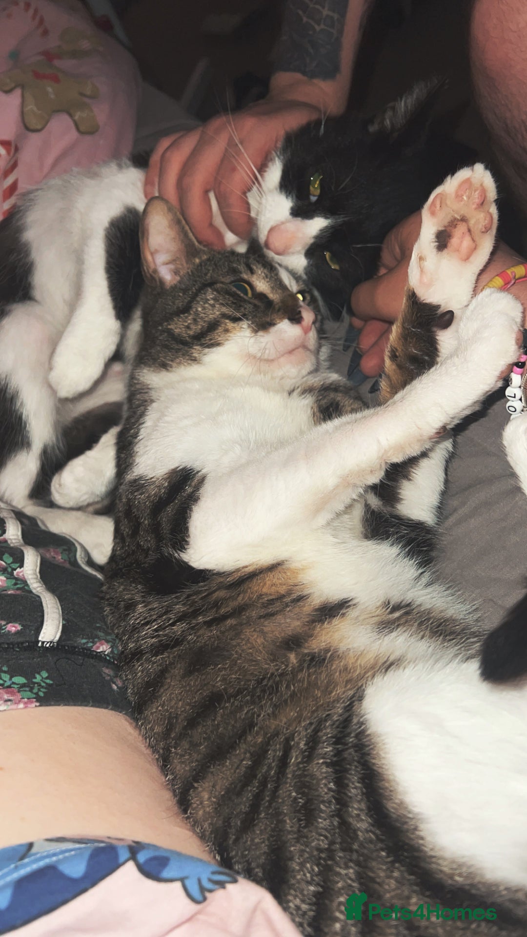 Mixed Breed cats for sale: 2 cats. Mini & Bluey  - Advert 1