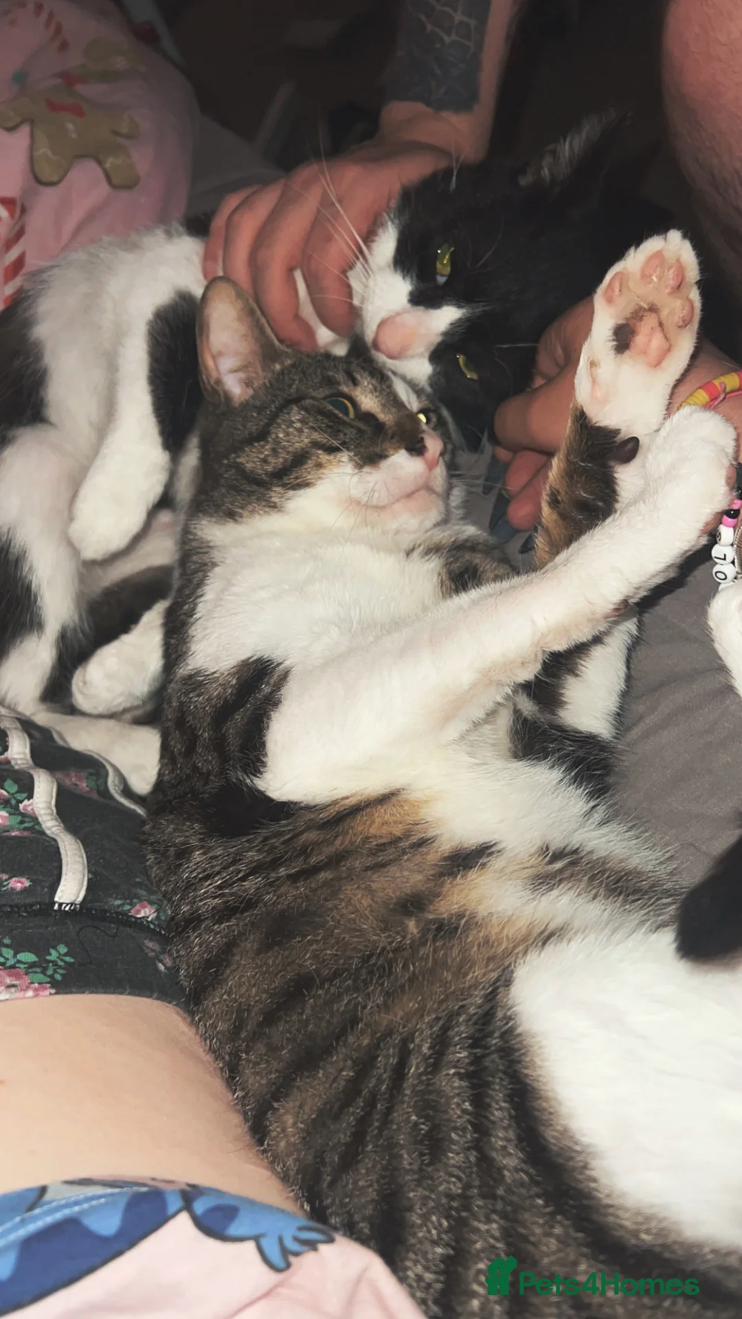 Mixed Breed cats for sale: 2 cats. Mini & Bluey  - Advert 1