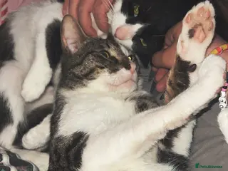 Mixed Breed cats 2 cats. Mini & Bluey - Advert 6