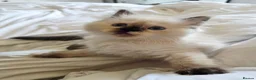 Ragdoll cats for sale: Gorgeous Fluffy Ragdoll Kittens in Birmingham - Advert 9