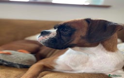 Boxer dogs for sale: KC Registered Boxer puppies  - Image 23