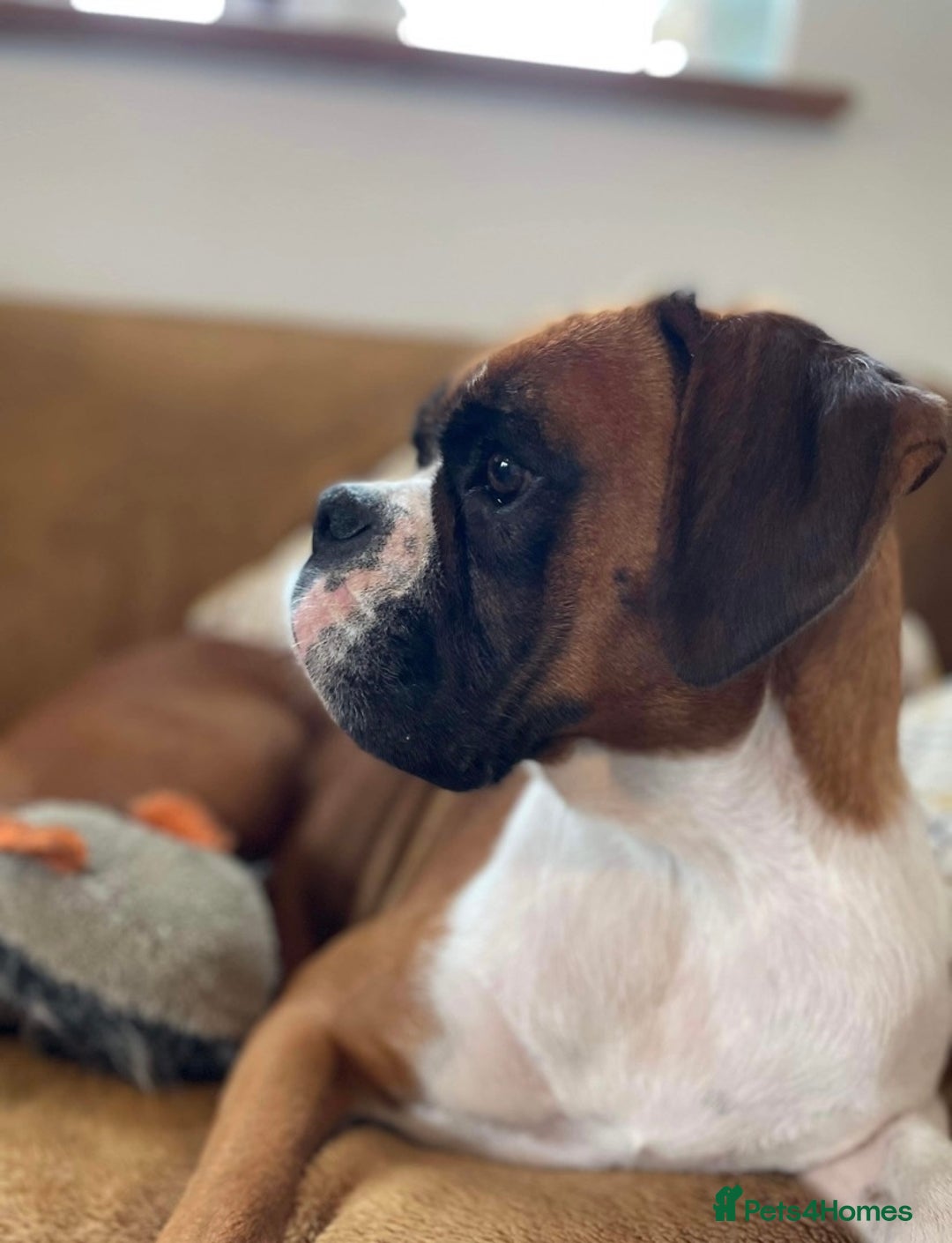 Boxer dogs for sale: KC Registered Boxer puppies  - Image 23