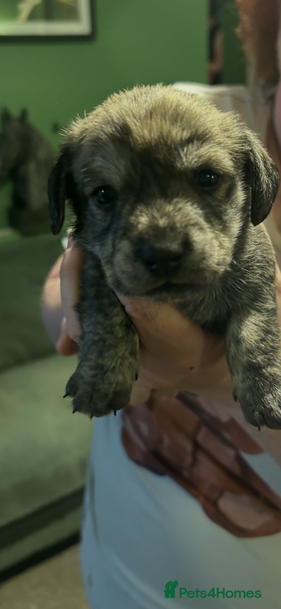 Mixed Breed dogs Westie x   - Advert 1