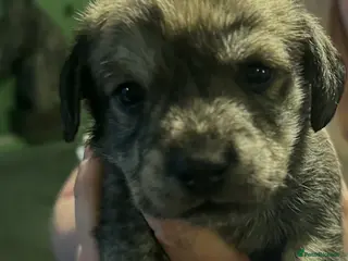 Mixed Breed dogs Westie x - Advert 1