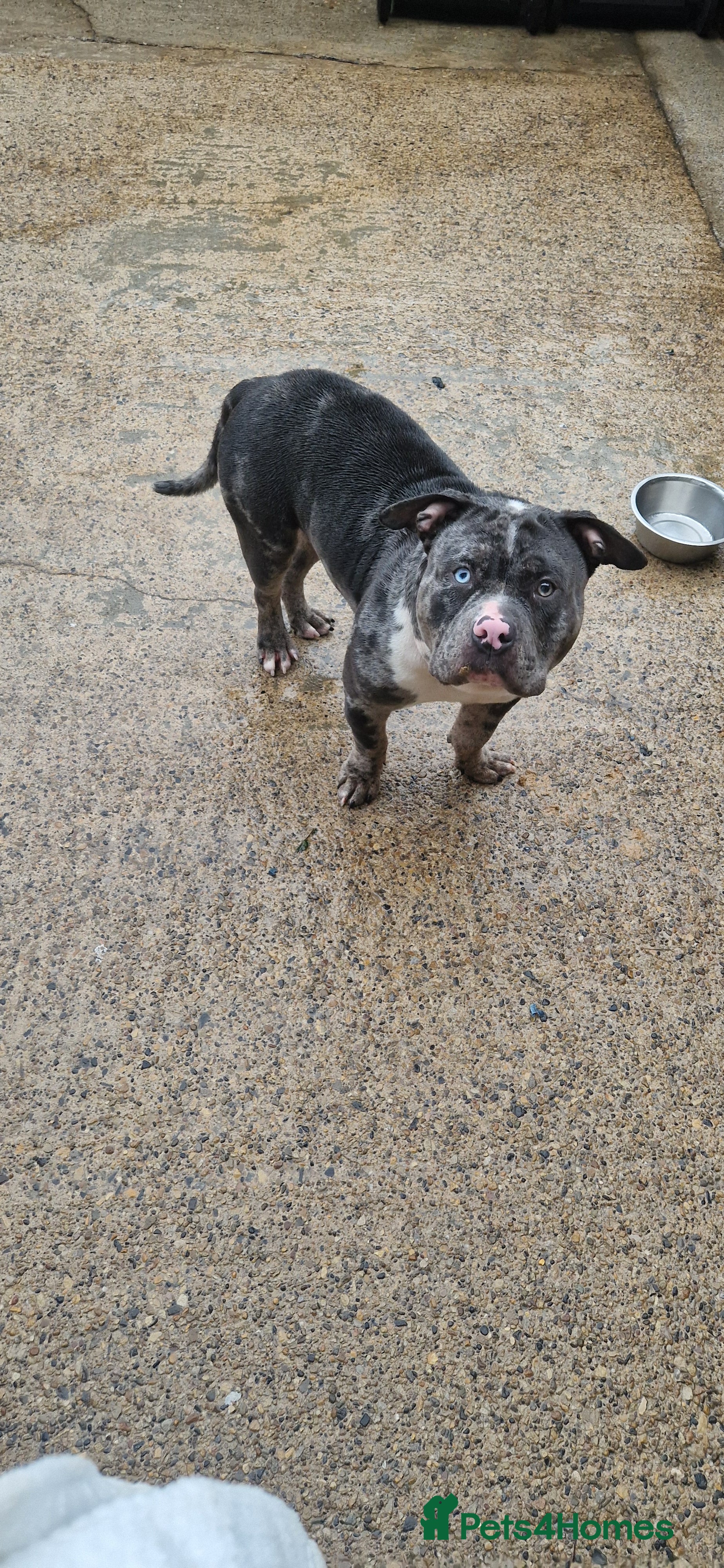 American Bully dogs male merles - Advert 8