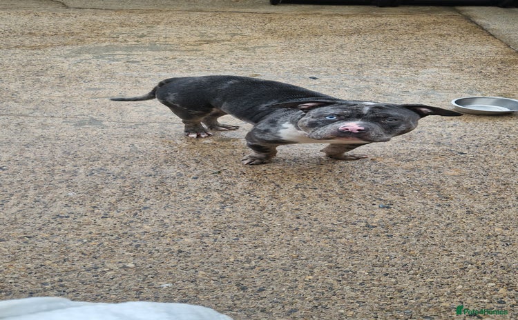 American Bully dogs - Advert 1