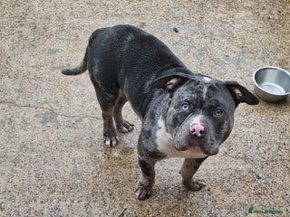 American Bully dogs - Advert 1