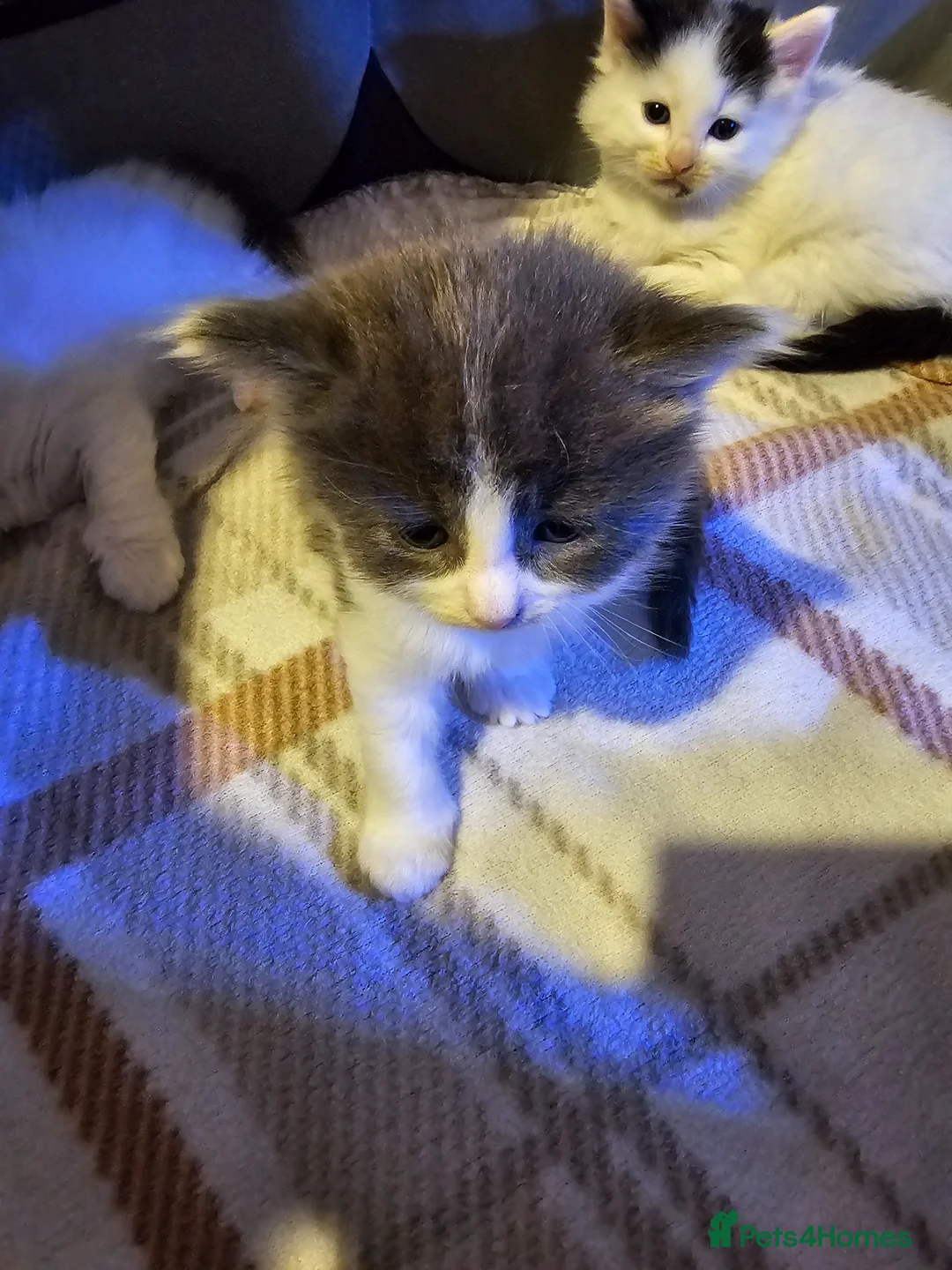 Mixed Breed cats for sale: 3 mixed breed kittens looking their forever home - Advert 2