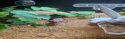 Leopard Gecko reptiles for sale: Baby leopard geckos  - Advert 1
