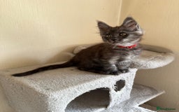 Maine Coon cats for sale: Pedigree GCCF Russian Import line Maine Coons - Image 11